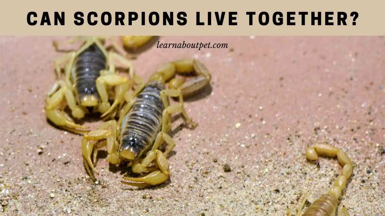 Can Scorpions Live Together? (7 Cool Co-Living Facts) - 2024