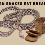 Can Snakes Eat Bread? (7 Interesting Food Facts)