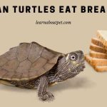 Can turtles eat bread