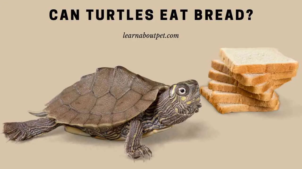 Can Turtles Eat Bread? (9 Cool Turtle Food Facts) 2023