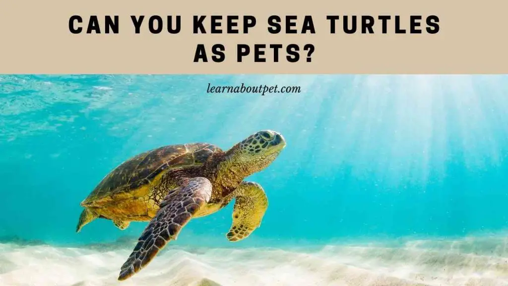 Can You Keep Sea Turtles As Pets? 7 Interesting Facts - 2023