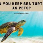 Can You Keep Sea Turtles As Pets? 7 Interesting Facts Can you keep sea turtles as pets