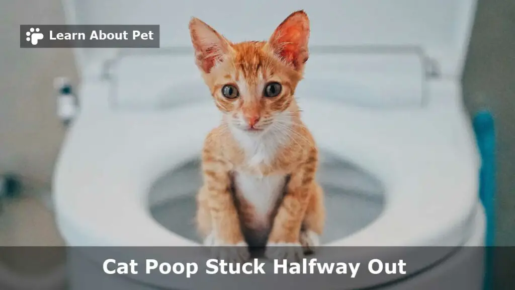Cat poop stuck