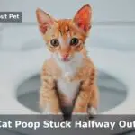 Cat Poop Stuck