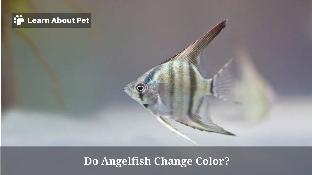 Do angelfish change color