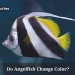 Do Angelfish Change Color