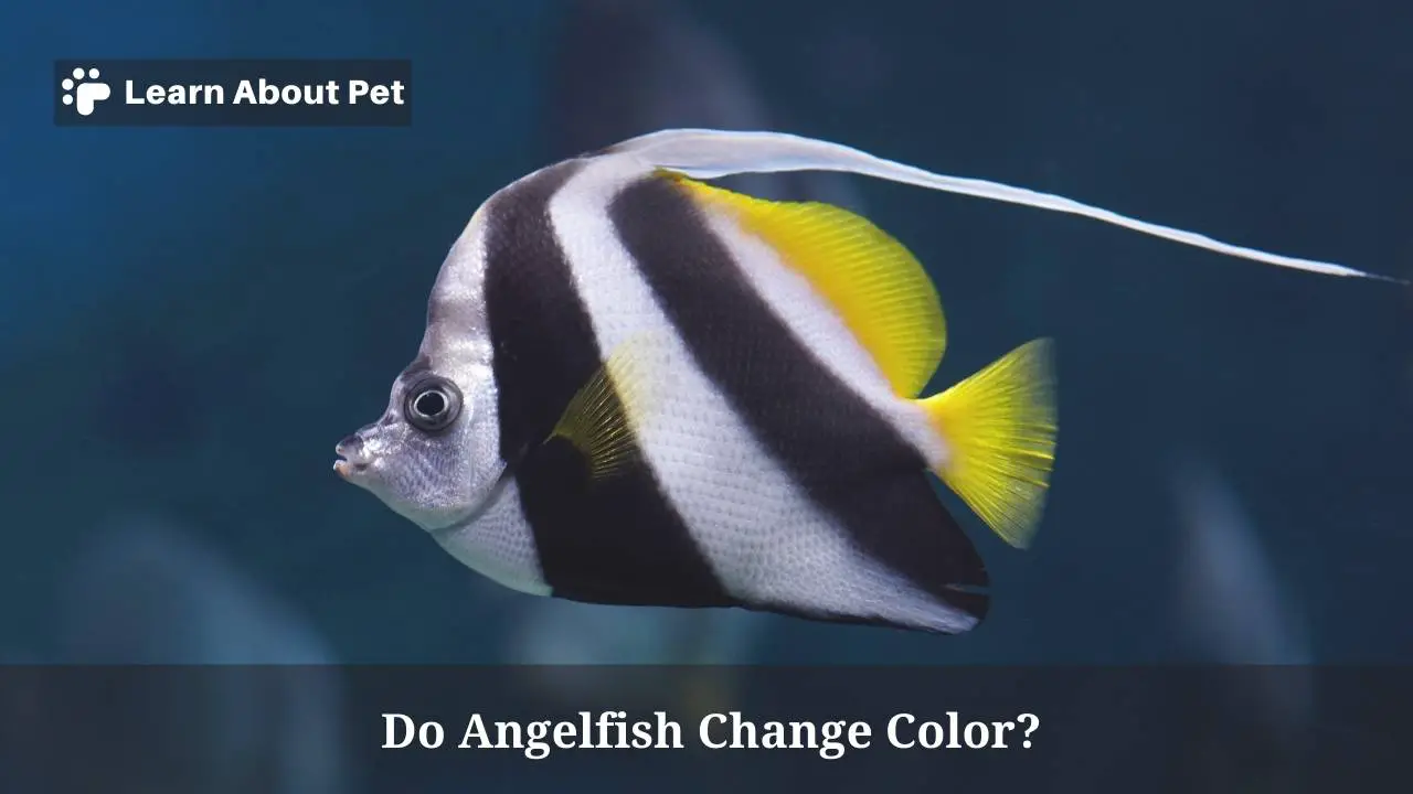 Do angelfish change color