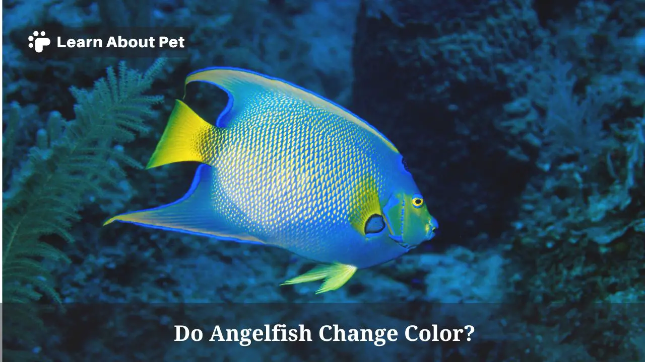 Do angelfish change color