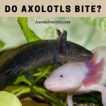 Do Axolotls Bite? Do Axolotls Bite Hurt? 7 Clear Facts