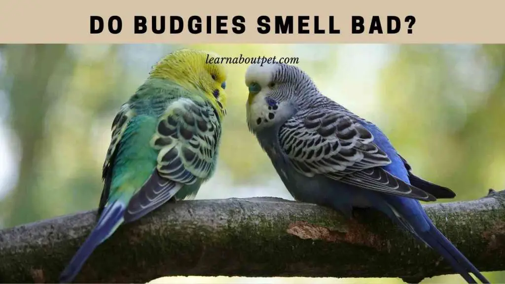 Do budgies smell bad
