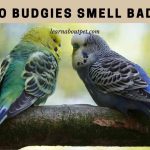 Do Budgies Smell Bad? (9 Interesting Facts)