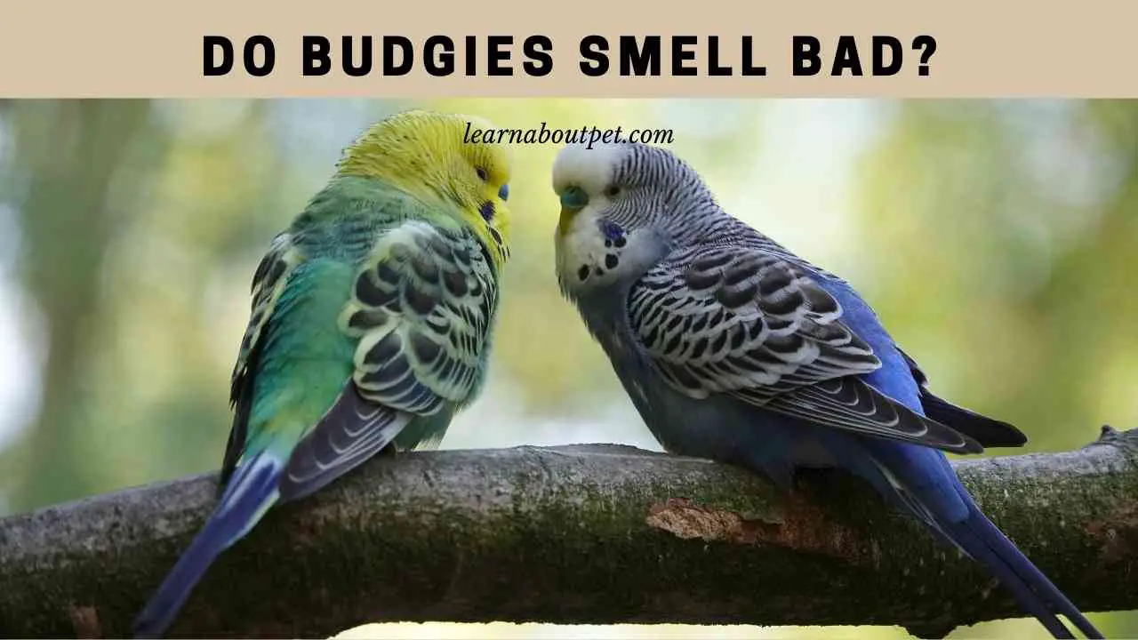 Do Budgies Smell Bad? (9 Interesting Facts) 2023