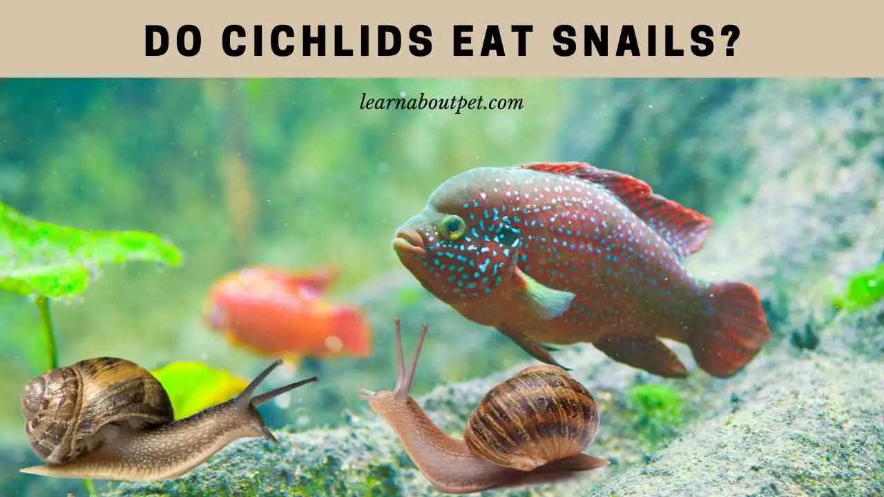 Do Cichlids Eat Snails? (7 Interesting Cichlid Facts) 2023