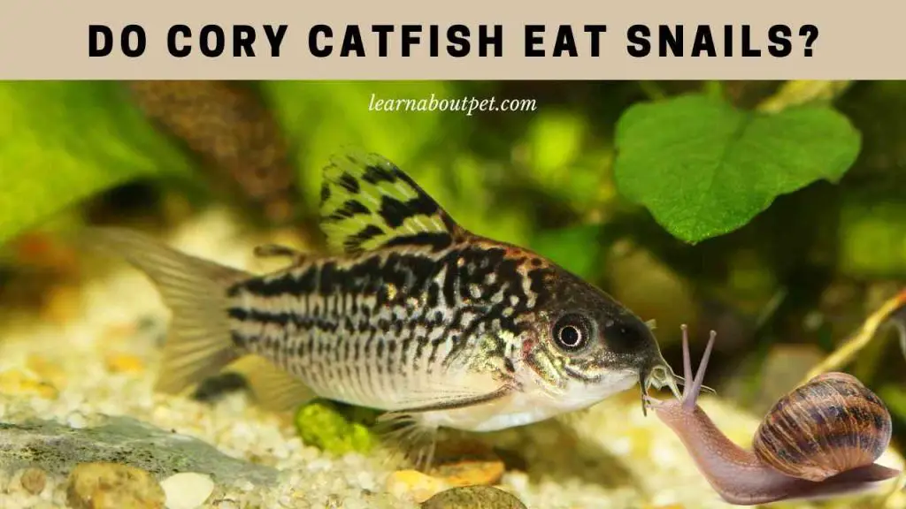 Do Cory Catfish Eat Snails? (7 Interesting Facts) - 2022