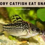Do Cory Catfish Eat Snails? (7 Interesting Facts)