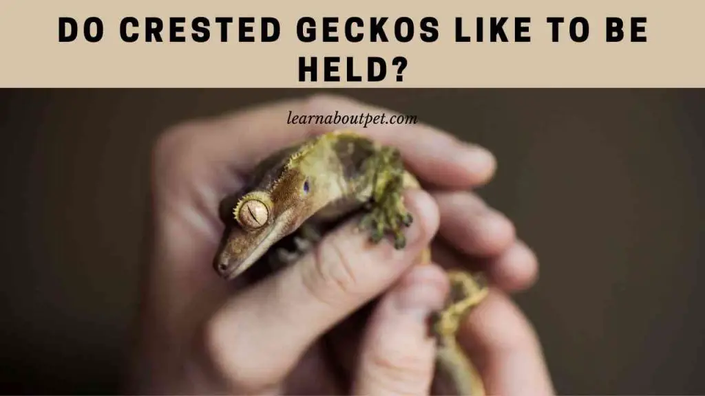 Do crested geckos like to be held