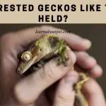 Do Crested Geckos Like To Be Held? (7 Clear Facts)