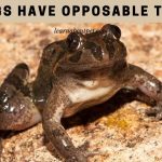 Do Frogs Have Opposable Thumbs? 7 Cool Anatomy Facts