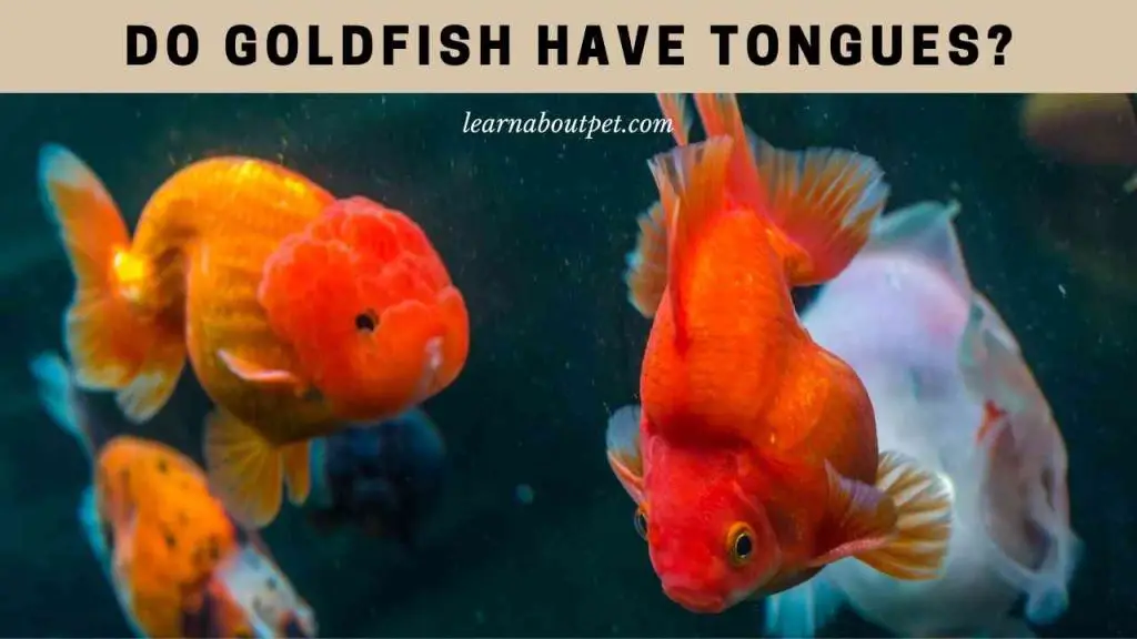 Do goldfish have tongues