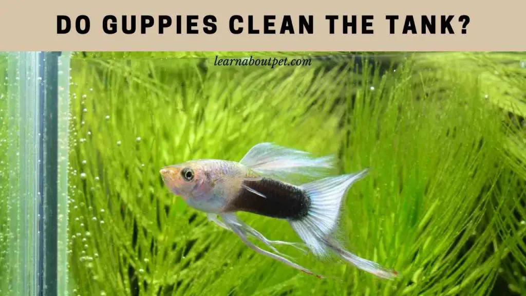 Do guppies clean the tank
