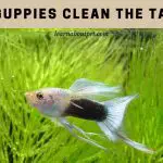 Do Guppies Clean The Tank? (7 Interesting Facts)