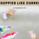 Do Guppies Like Current? (7 Interesting Facts)