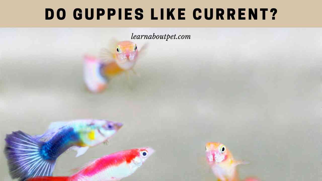 Do Guppies Like Current? (7 Interesting Facts) - 2022