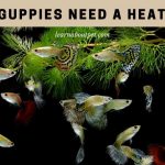 Do guppies need a heater