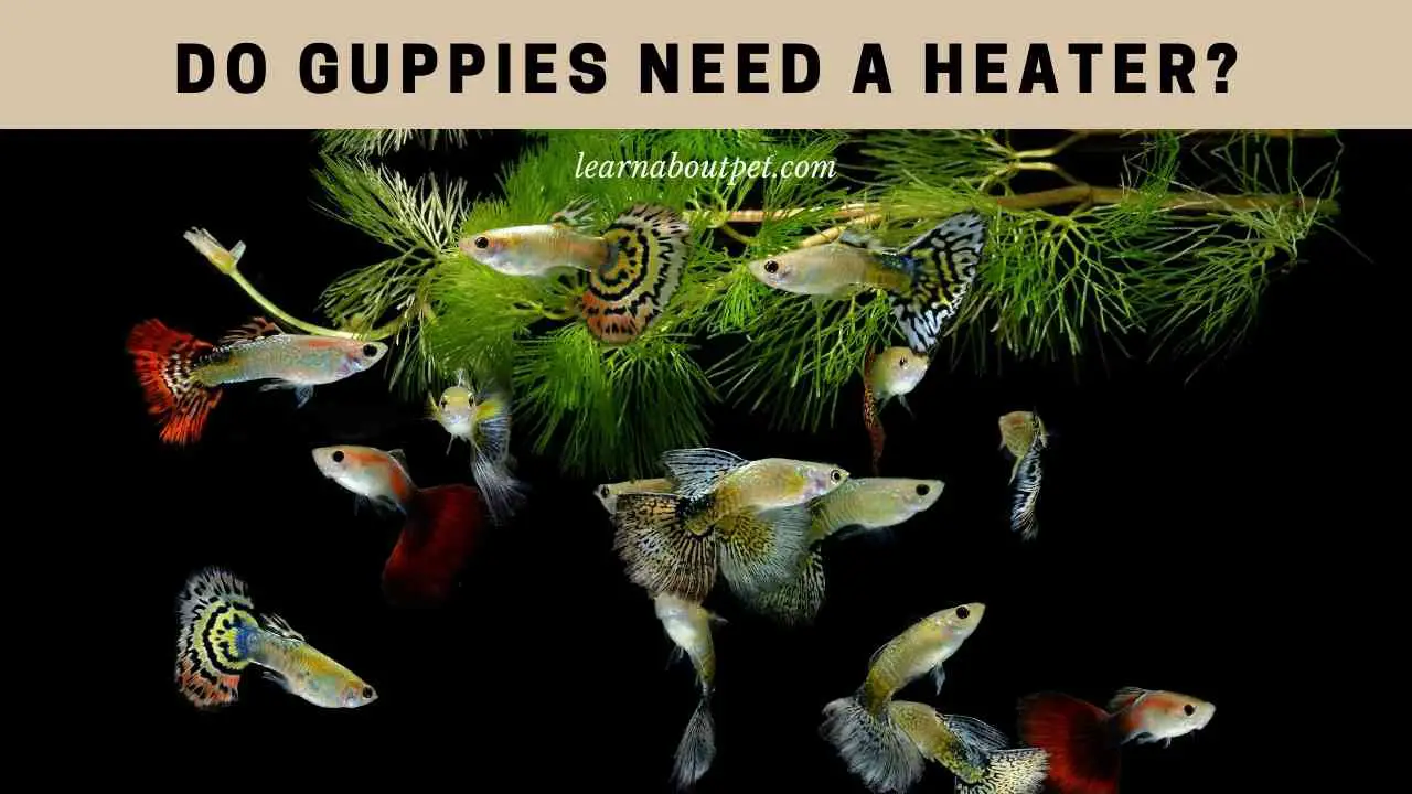 do-guppies-need-a-heater-6-guppy-temperature-faqs-and-answers