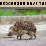 Do hedgehogs have tails
