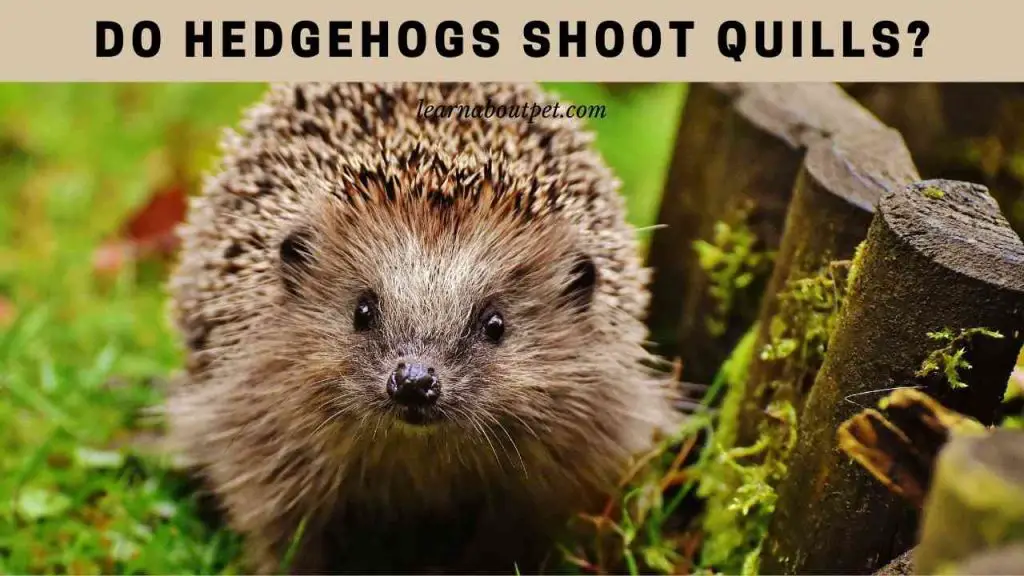 Do hedgehogs shoot quills