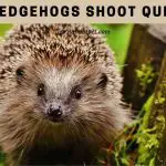 Do Hedgehogs Shoot Quills? (5 Interesting Sharp Quill Facts)