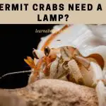 Do Hermit Crabs Need A Heat Lamp? (7 Cool Facts)