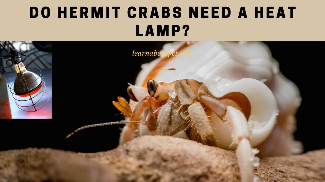 Do Hermit Crabs Need A Heat Lamp? (7 Cool Facts) 2023