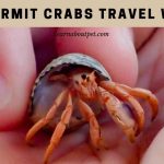 Do hermit crabs travel well