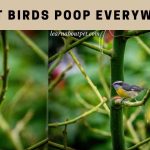 Do Pet Birds Poop Everywhere? (7 Menacing Facts)