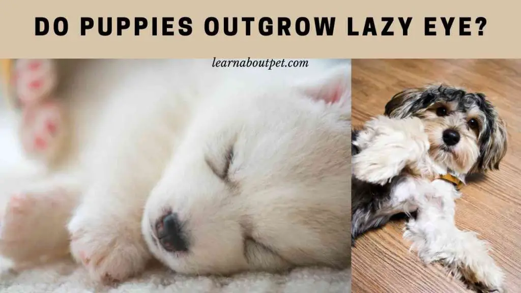 Do puppies outgrow lazy eye