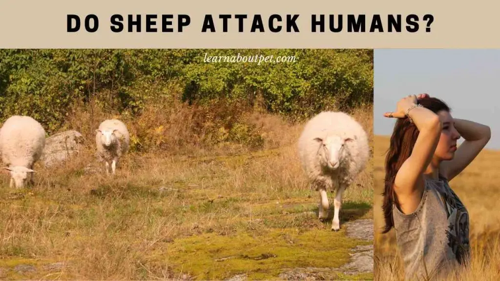 Do sheep attack humans
