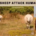 Do sheep attack humans