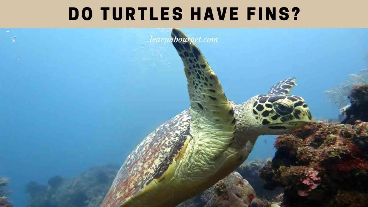 Do Turtles Have Fins? (7 Interesting Anatomy Facts) - 2024