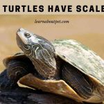 Do Turtles Have Scales? (7 Interesting Turtle Scute Facts)