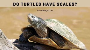 Do Turtles Have Scales? (7 Interesting Turtle Scute Facts)