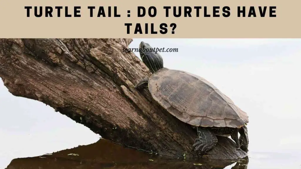 how-do-you-tell-whether-a-turtle-is-male-or-female-olive-ridley-project