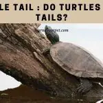 Turtle Tail : Do Turtles Have Tails? (15 Cool Facts)