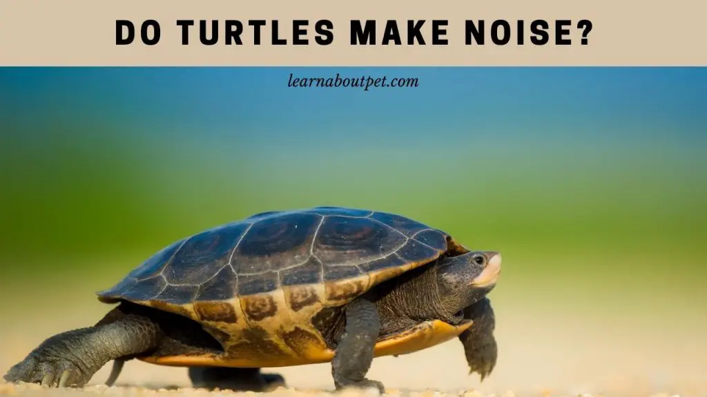 Do Turtles Make Noise? 5 Unique Sounds Turtles Make - 2022