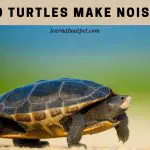 Do Turtles Make Noise? 5 Unique Sounds Turtles Make