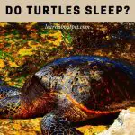 Do Turtles Sleep? (15 Interesting Facts) + Tortoises