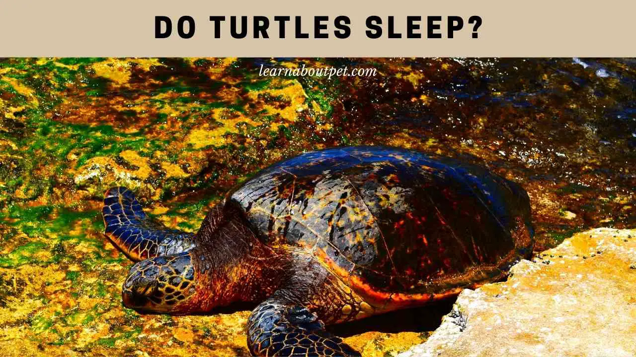 Do Turtles Sleep? (15 Interesting Facts) + Tortoises 2023