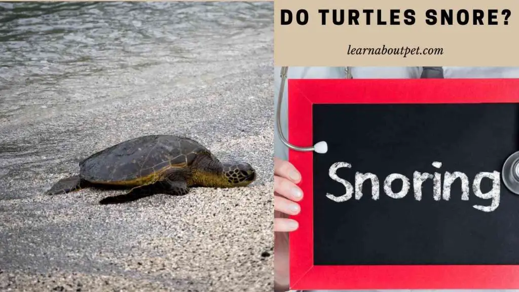Do turtles snore