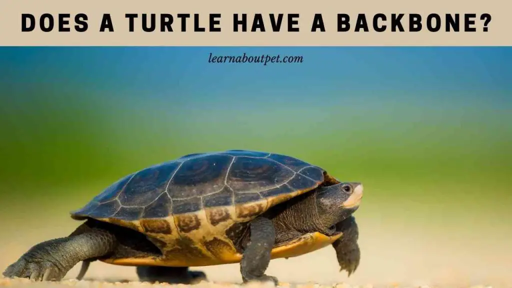 Does a turtle have a backbone